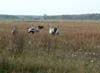 kraanvogels in veld